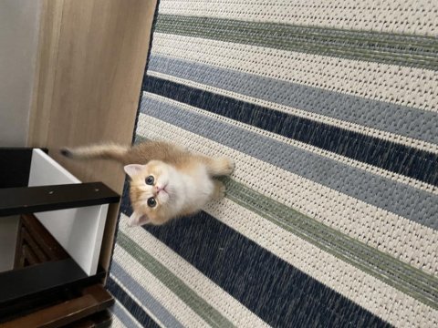 British shorthair golden ny11 yavrular