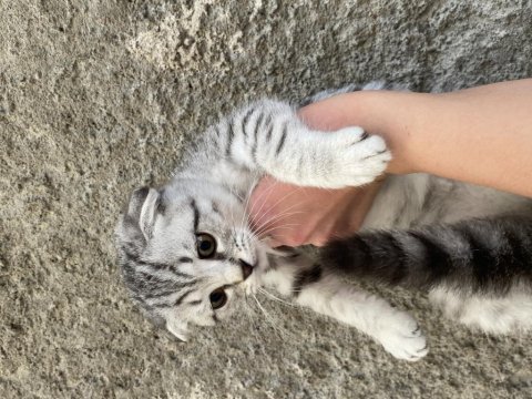 Acil sahiplendirme scottish fold