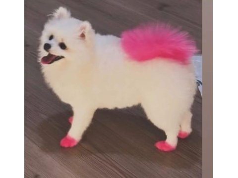 9 aylık pomeranian teacup dişi