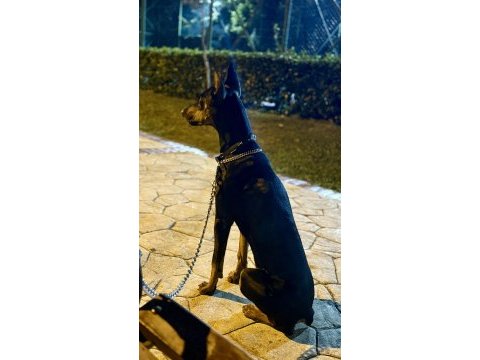 7.5 aylık doberman kızımız