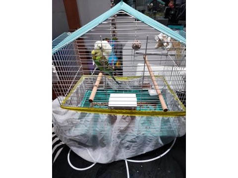 Kafesi ayaklı askı aparatı ile birlikte muhabbet kuşu