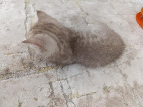Erkek british 2 aylık
