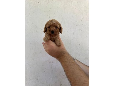 Mükemmel sağlıklı toy poodle yavruları dişi erkek