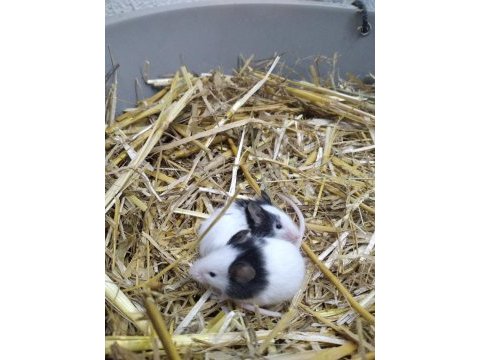 Yavru panda mice