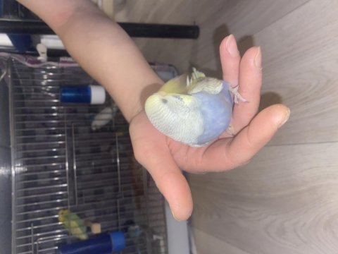 Kalitenin tek adresi ev üretimi sağlıklı muhabbet kuşlar