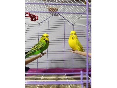 Jumbo muhabbet kuşu çift