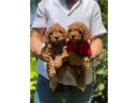 Çiftliğimizden toy poodle bebekleri