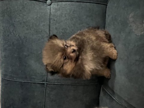 Pomeranian boo 55 günlük