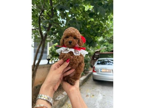 Veteriner teknikerden kore kanı taşıyan poodle kurabiyeler