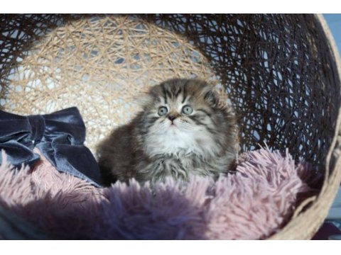 Muhteşem scottish fold golden tabby