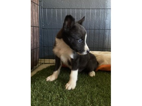 Ruhsatlı çiftliğimizden border collie yavrumuz