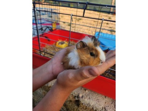 Çocuklara alışkın ginepig sahiplen