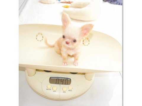Mini boy oyuncak gibi chihuahua