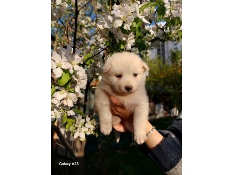 Bir birinden güzel samoyed yavruları