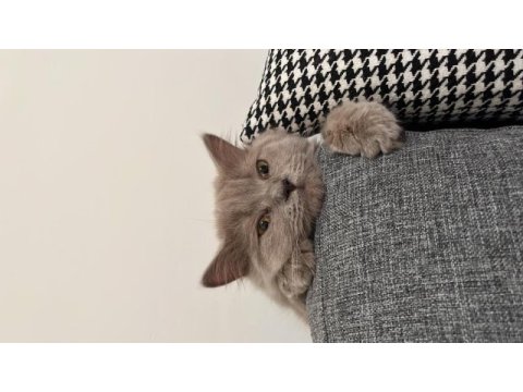 British longhair 8 aylık