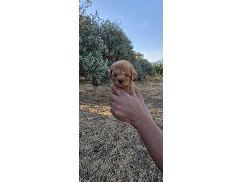Toy poodle yavrularımız