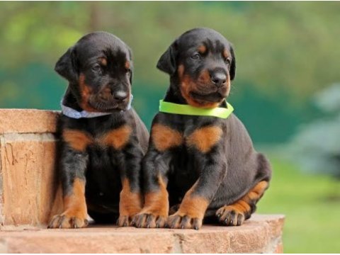 Doberman bebekler