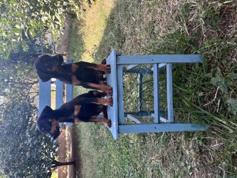 King doberman yavrularimiz