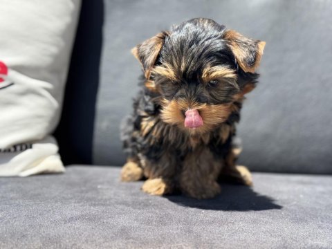 Anti allerjik tea cup yorkshire terrier yavrumuz