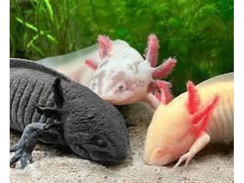 4-5cm axolotl bu fiyata kaçmaz