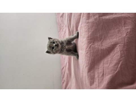 Safkan yavru 5 adet kedimiz