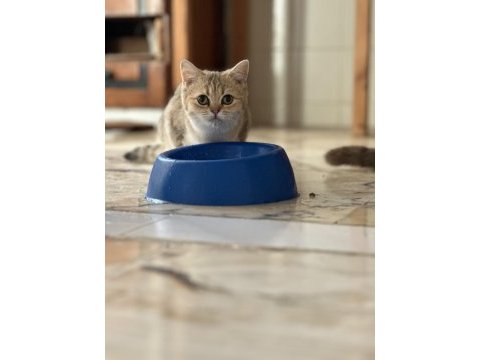 Show kalite british shorthair yavrular