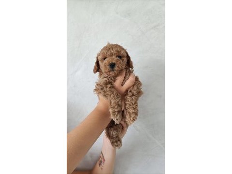 Üreticiden maltipoo yavruları