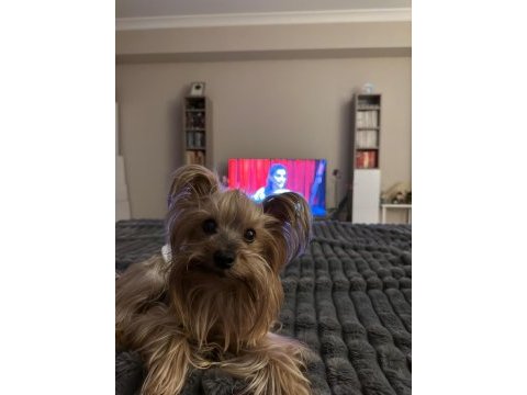 Yorkshire terrier oğluma eş arıyorum