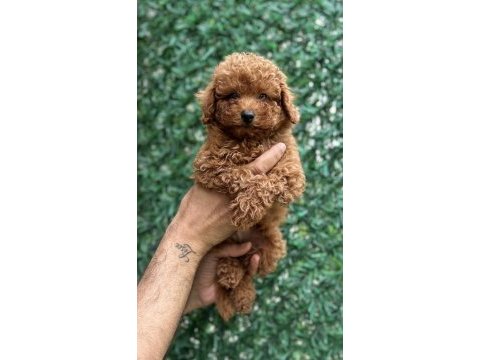 Red brown erkek toy boyda 3 aylık 2 karma aşılı poodle