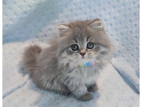 Çok tatlı minik prenses british longhair