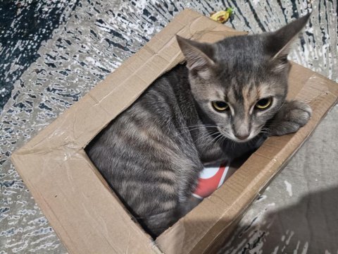 Ücretsiz sahiplendirilecek lütfen ciddi olanlar yazsın