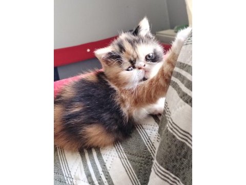 Cfa kayıtlı exotic shorthair anne ve baba yavru