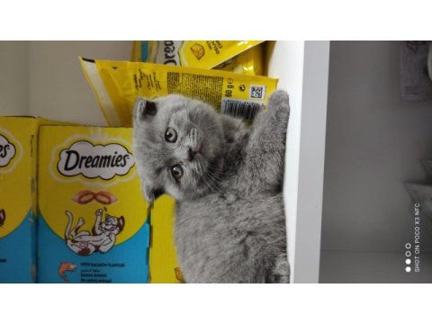 Kaliteli british shorthair yavrular dişi ve erkek mevcut