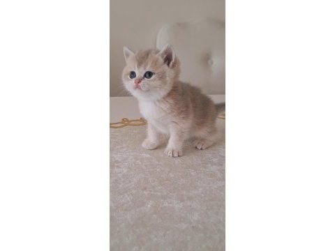 Golden british shorthair bebekler
