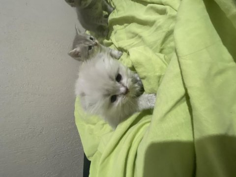British shorthair 2 aylık