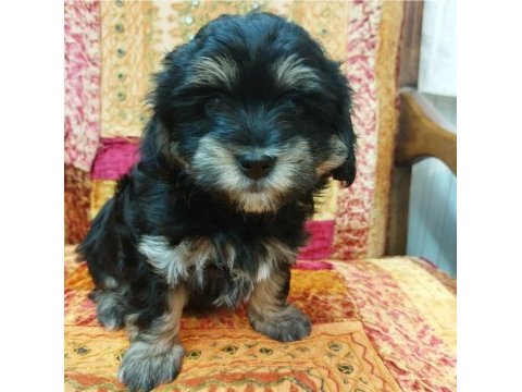 Orta boy sağlıklı cana yakın duygusal yorkie yavruları
