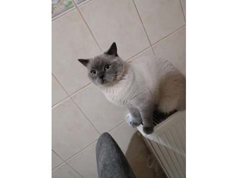 British blue point erkek british shorthair