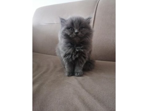 British shorthair kedimiz başlangıç seti hediyeli