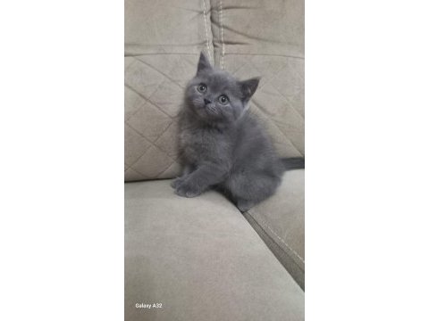British shorthair kedimize yeni yuva aranıyor