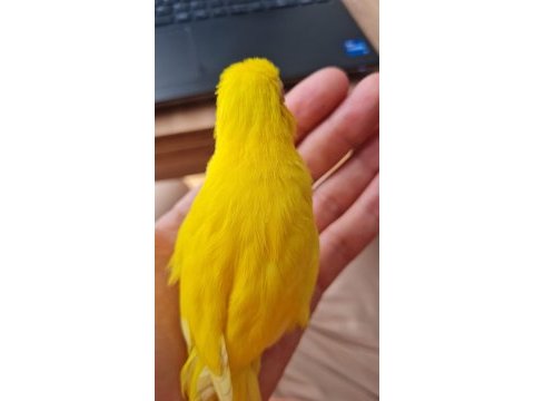 2 yaşında çift forpus papağanı