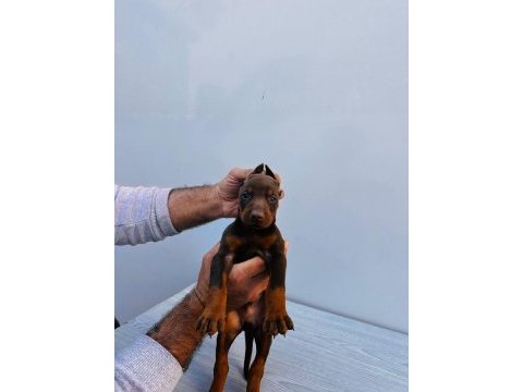 Orjinal doberman yavrular