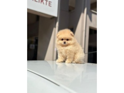 Pomeranian boo yavrularımız orijinal