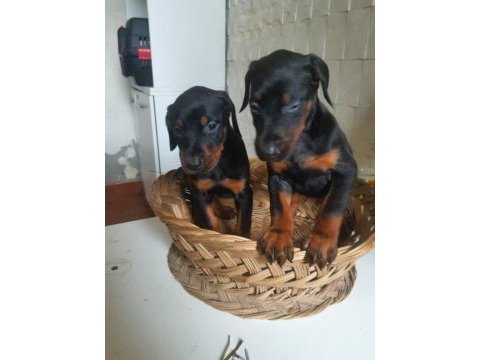 King doberman yavrularım