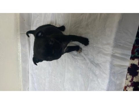 Yavru siyah pug