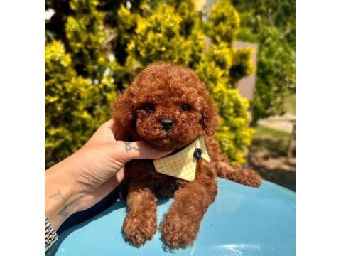 Sevimli toy poodle yavrularımız