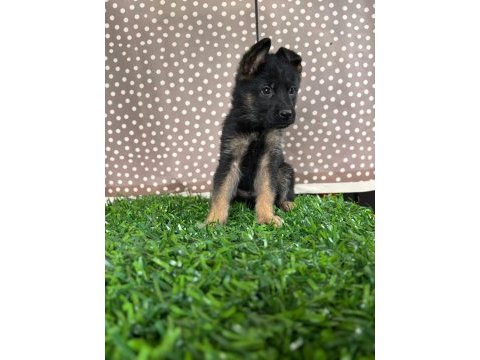 Burkemden a kalite alman çoban köpeği yavrumuz