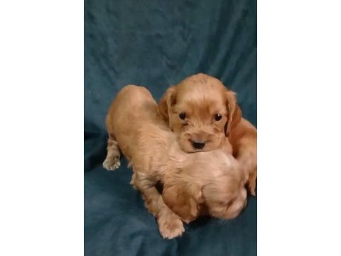 Sağlıklı a kalite cocker yavrularımız