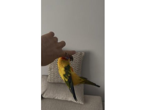 3 yaşında evcil güneş konur