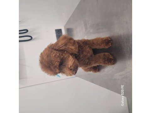 Teacup kuyruksuz poodle eşleşme için