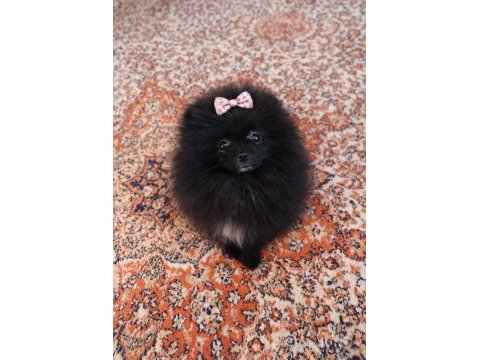 Mikro teacup boy dişi pomeranian boo
